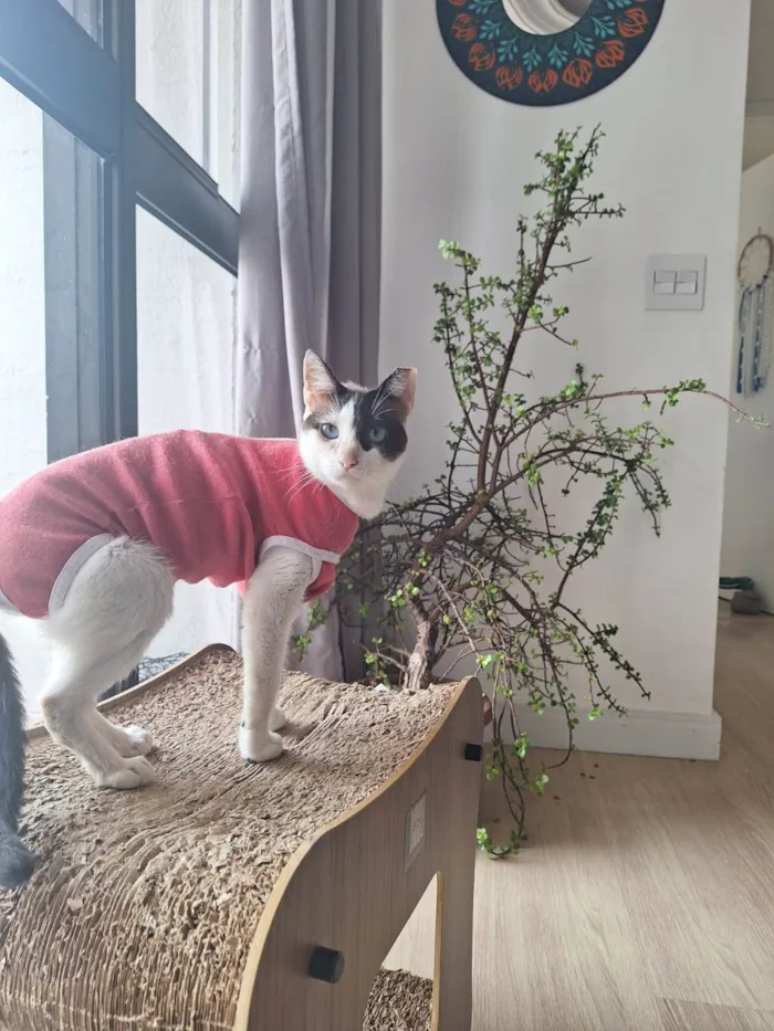 Gato ra a SRD-ViraLata idade 1 ano nome LILICA