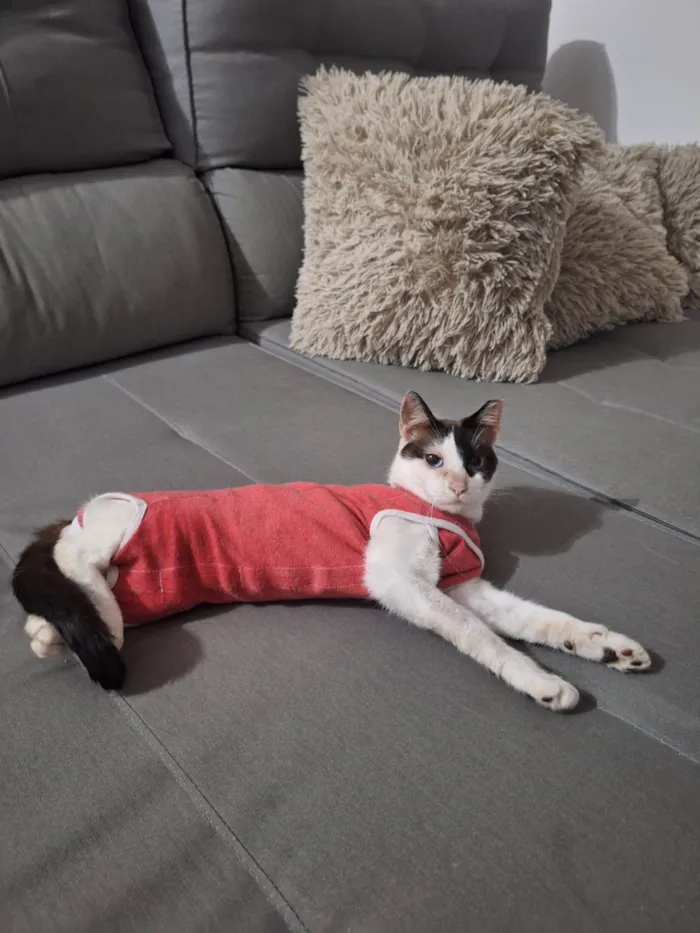 Gato ra a SRD-ViraLata idade 1 ano nome LILICA