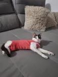 LILICA
