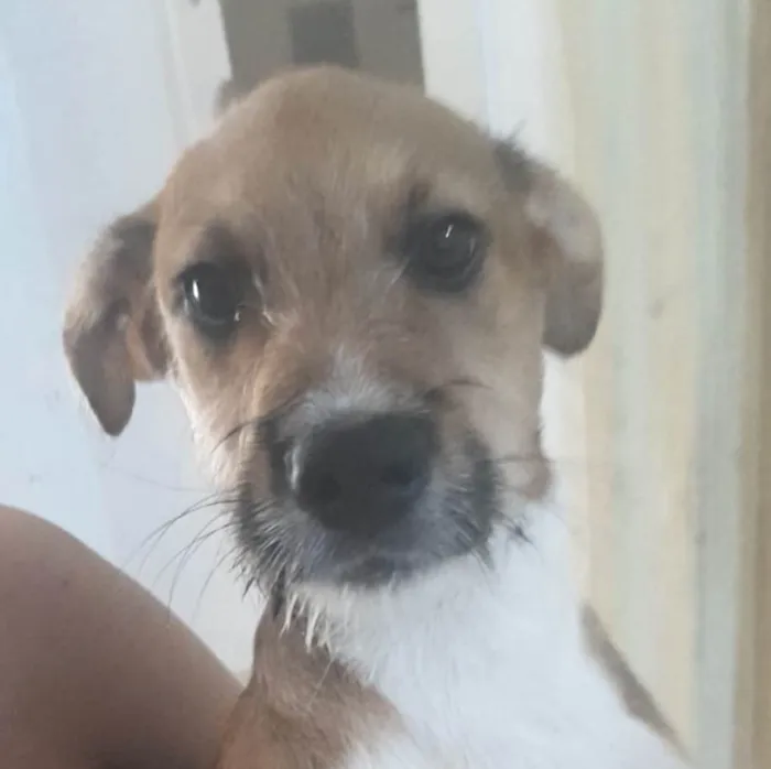 Cachorro ra a Mestico  idade 2 a 6 meses nome Ralf 