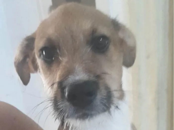 Cachorro ra a Mestico  idade 2 a 6 meses nome Ralf 