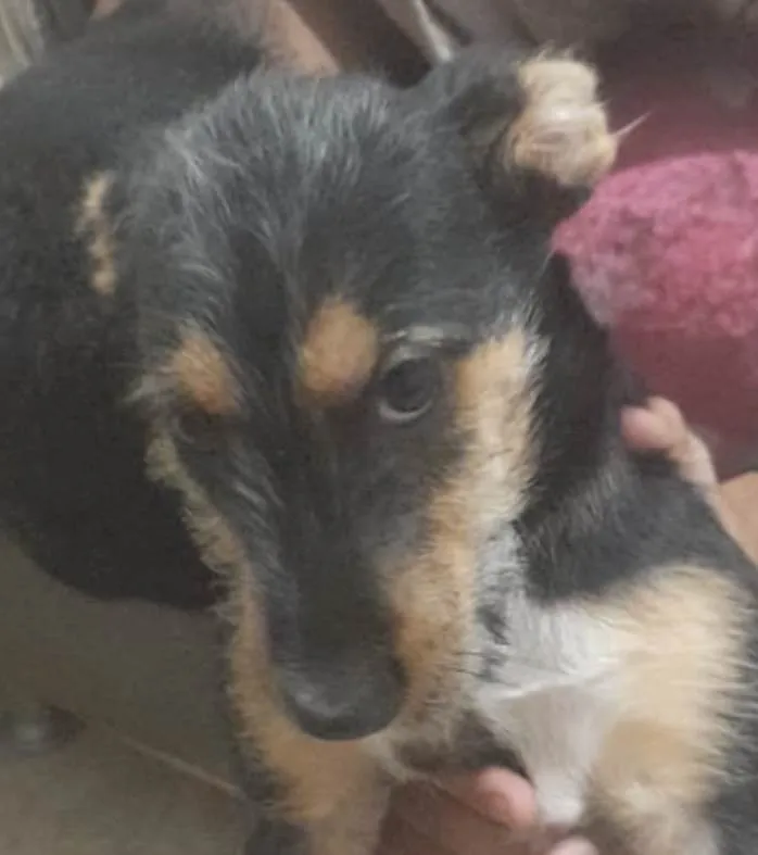 Cachorro ra a Mestico  idade 2 a 6 meses nome Otto 