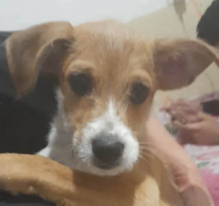 Cachorro ra a Mestico  idade 2 a 6 meses nome Marley 