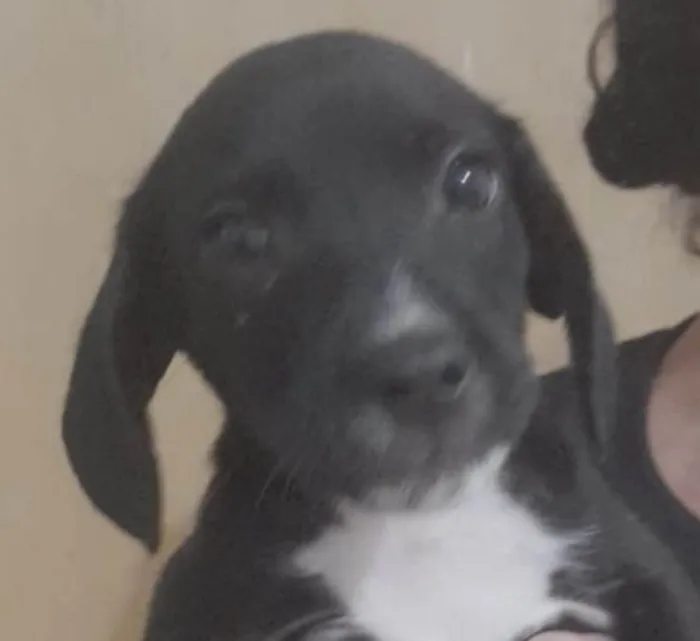 Cachorro ra a Mestico  idade 2 a 6 meses nome Zeus 