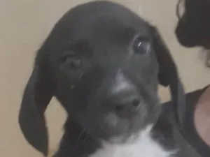 Cachorro raça Mestico  idade 2 a 6 meses nome Zeus 