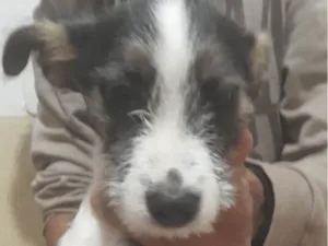 Cachorro raça Mestico  idade 2 a 6 meses nome Luke 