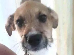 Cachorro raça Mestico  idade 2 a 6 meses nome Ralf 