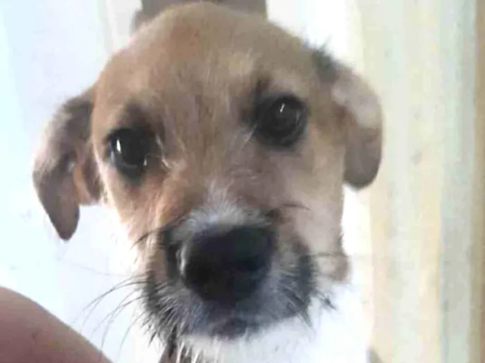 Cachorro ra a Mestico  idade 2 a 6 meses nome Ralf 