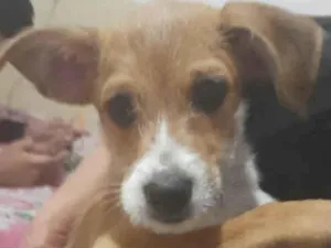 Cachorro raça Mestico  idade 2 a 6 meses nome Marley 