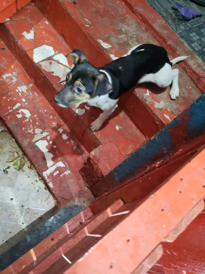 Cachorro ra a SRD-ViraLata idade 7 a 11 meses nome Sem nome