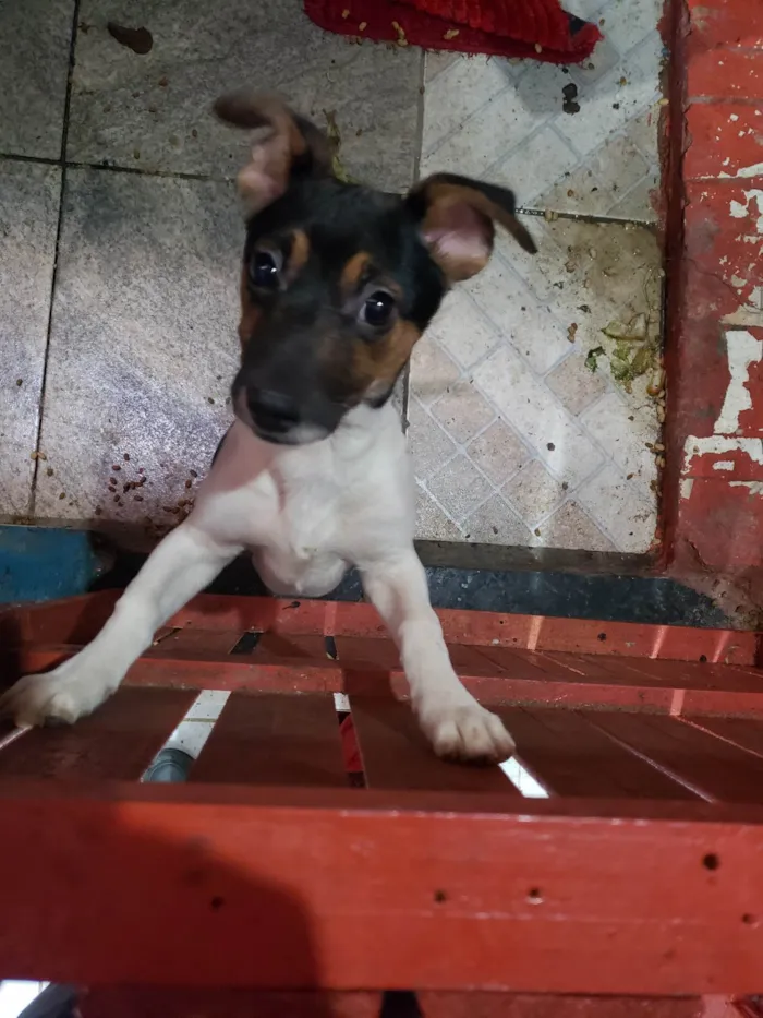 Cachorro ra a SRD-ViraLata idade 7 a 11 meses nome Sem nome