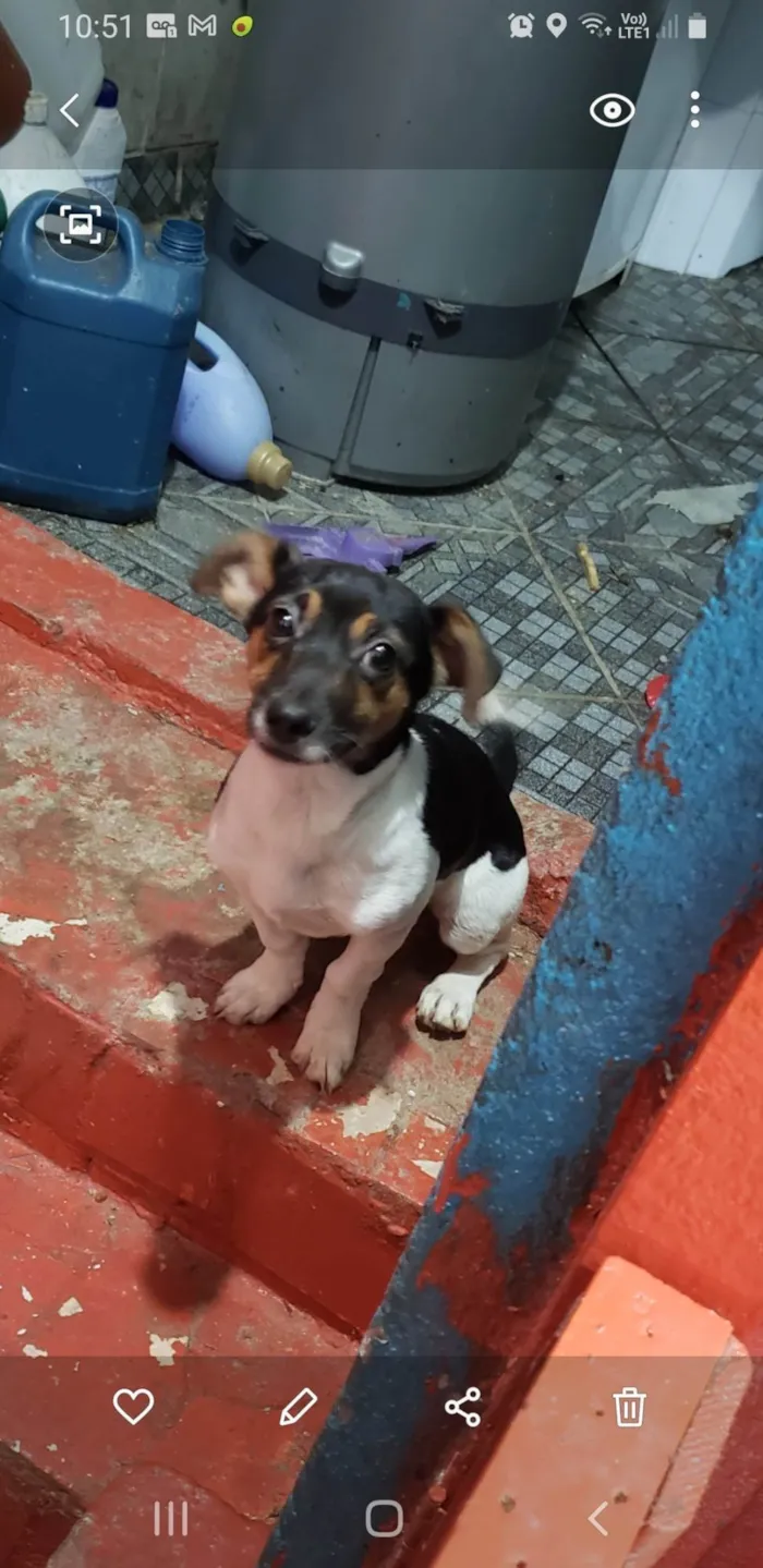 Cachorro ra a SRD-ViraLata idade 7 a 11 meses nome Sem nome