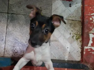 Cachorro raça SRD-ViraLata idade 7 a 11 meses nome Sem nome