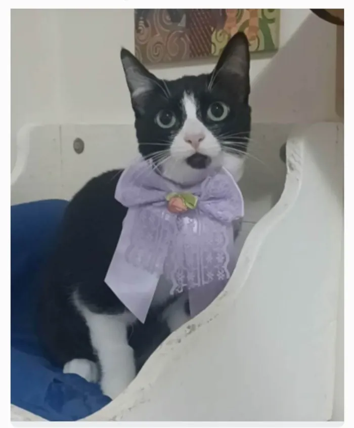 Gato ra a srd frajolinha  idade 2 a 6 meses nome MAGIE