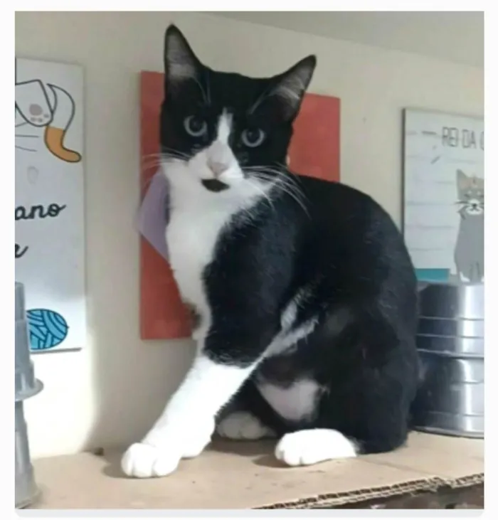 Gato ra a srd frajolinha  idade 2 a 6 meses nome MAGIE
