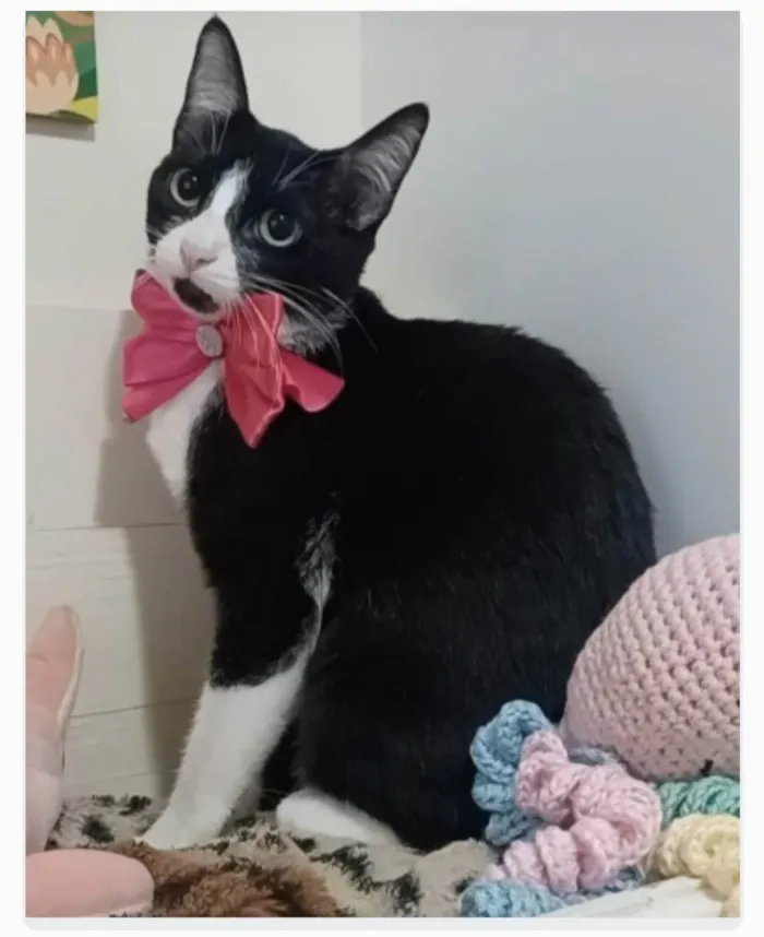 Gato ra a srd frajolinha  idade 2 a 6 meses nome MAGIE