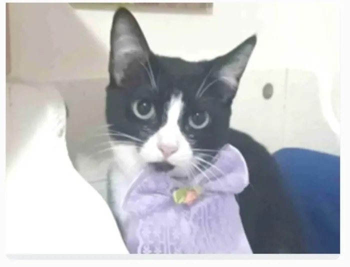 Gato ra a srd frajolinha  idade 2 a 6 meses nome MAGIE