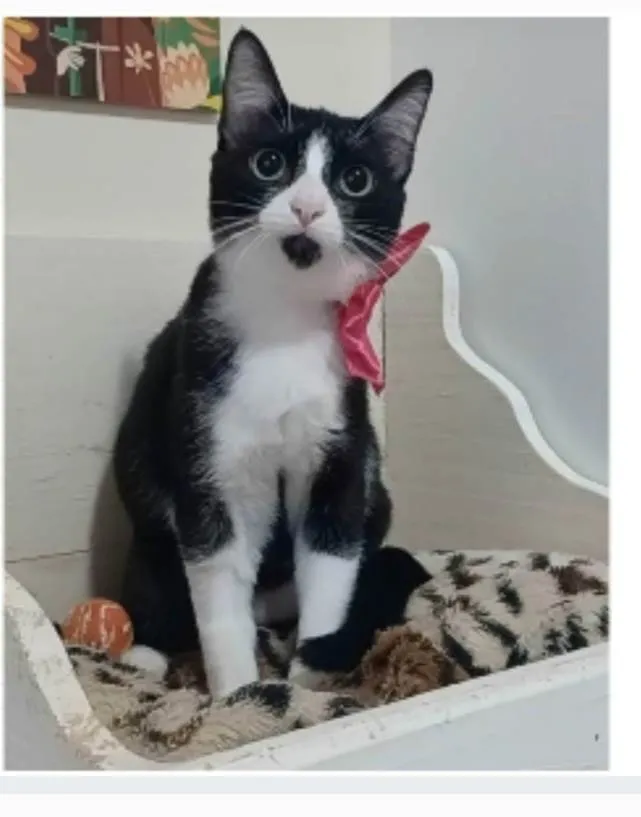 Gato ra a srd frajolinha  idade 2 a 6 meses nome MAGIE