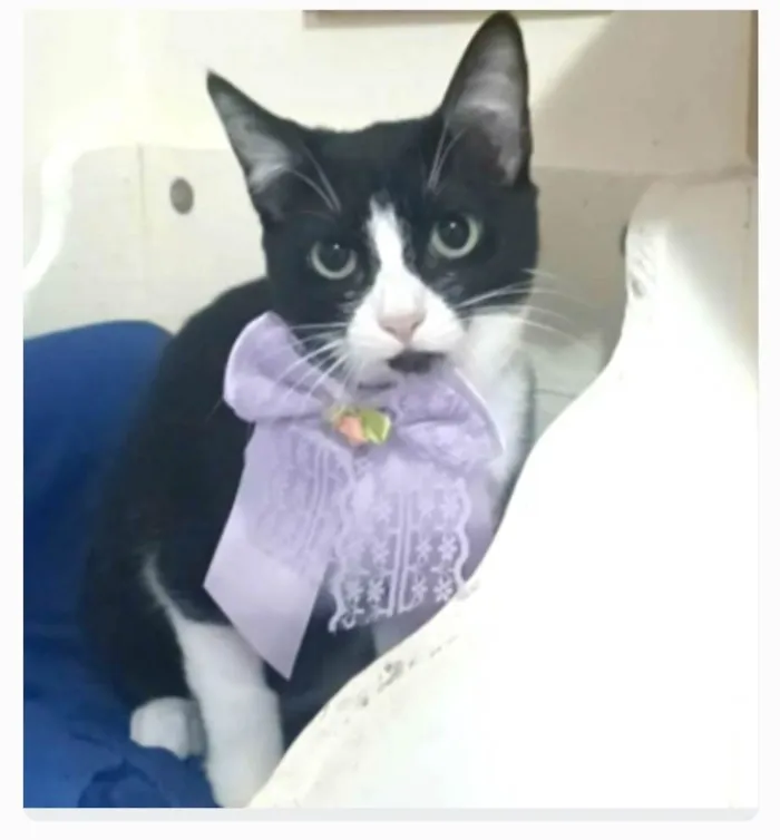 Gato ra a srd frajolinha  idade 2 a 6 meses nome MAGIE