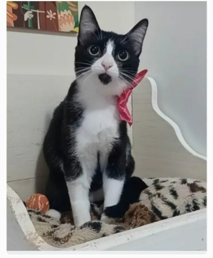 Gato ra a srd frajolinha  idade 2 a 6 meses nome MAGIE