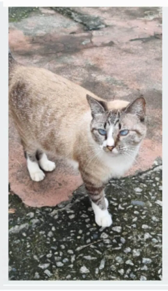 Gato ra a srd idade 2 anos nome FLORENCE