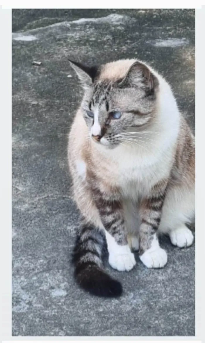 Gato ra a srd idade 2 anos nome FLORENCE