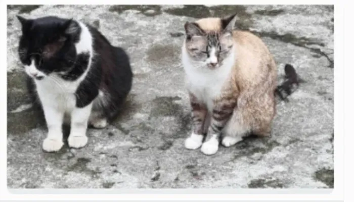Gato ra a srd idade 2 anos nome FLORENCE