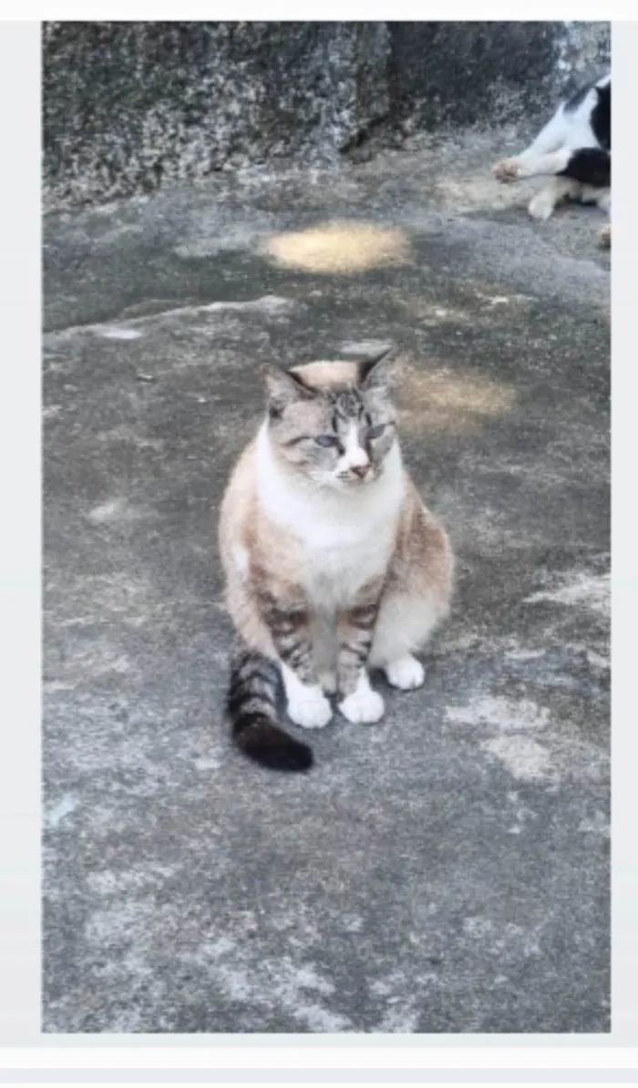 Gato ra a srd idade 2 anos nome FLORENCE