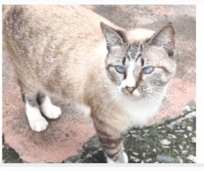 Gato ra a srd idade 2 anos nome FLORENCE