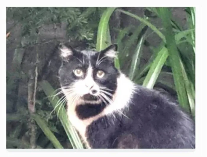 Gato ra a srs idade 3 anos nome FRAJOLA
