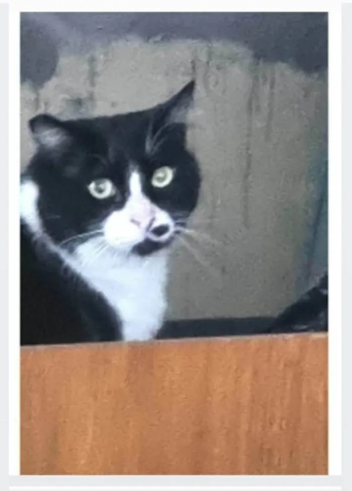Gato ra a srs idade 3 anos nome FRAJOLA