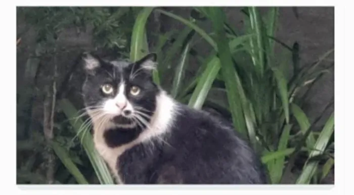 Gato ra a srs idade 3 anos nome FRAJOLA