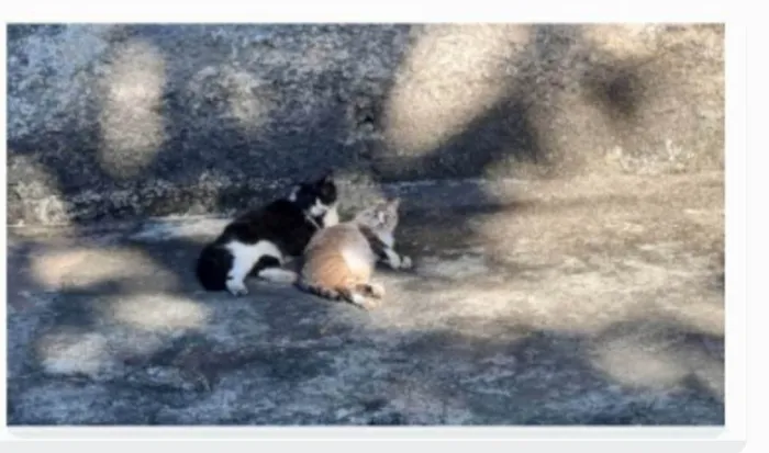 Gato ra a srs idade 3 anos nome FRAJOLA