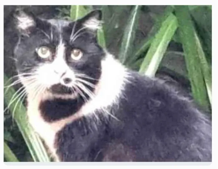 Gato ra a srs idade 3 anos nome FRAJOLA