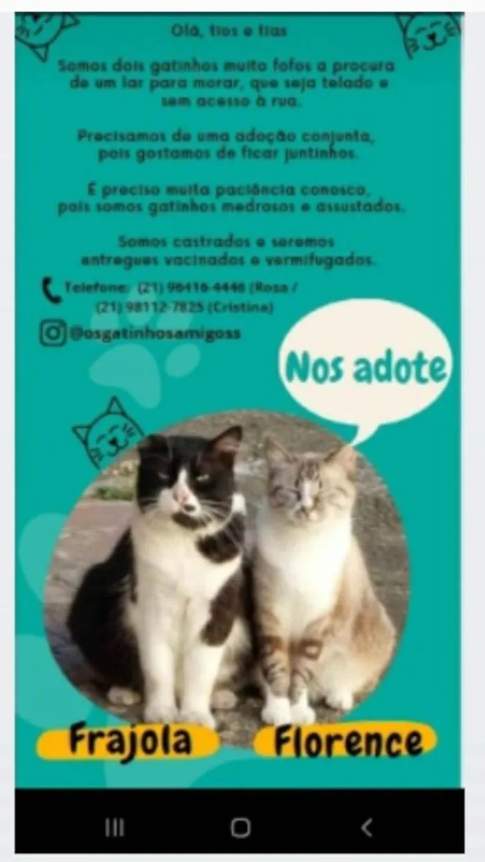 Gato ra a srs idade 3 anos nome FRAJOLA