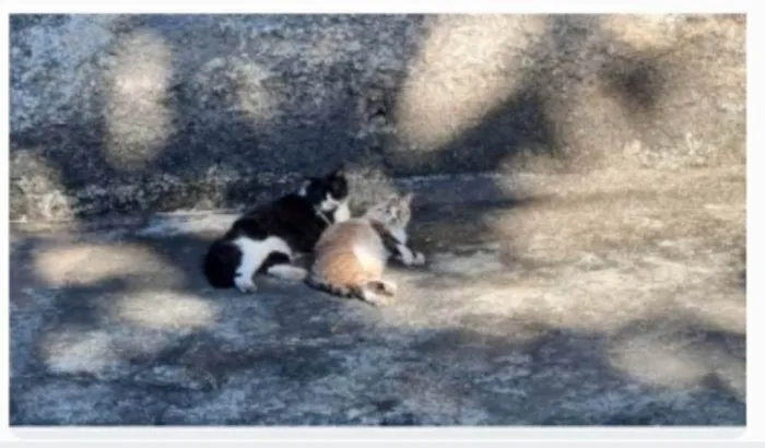 Gato ra a srs idade 3 anos nome FRAJOLA