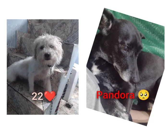 Cachorro ra a Vira lata  idade 7 a 11 meses nome Pandora e 220