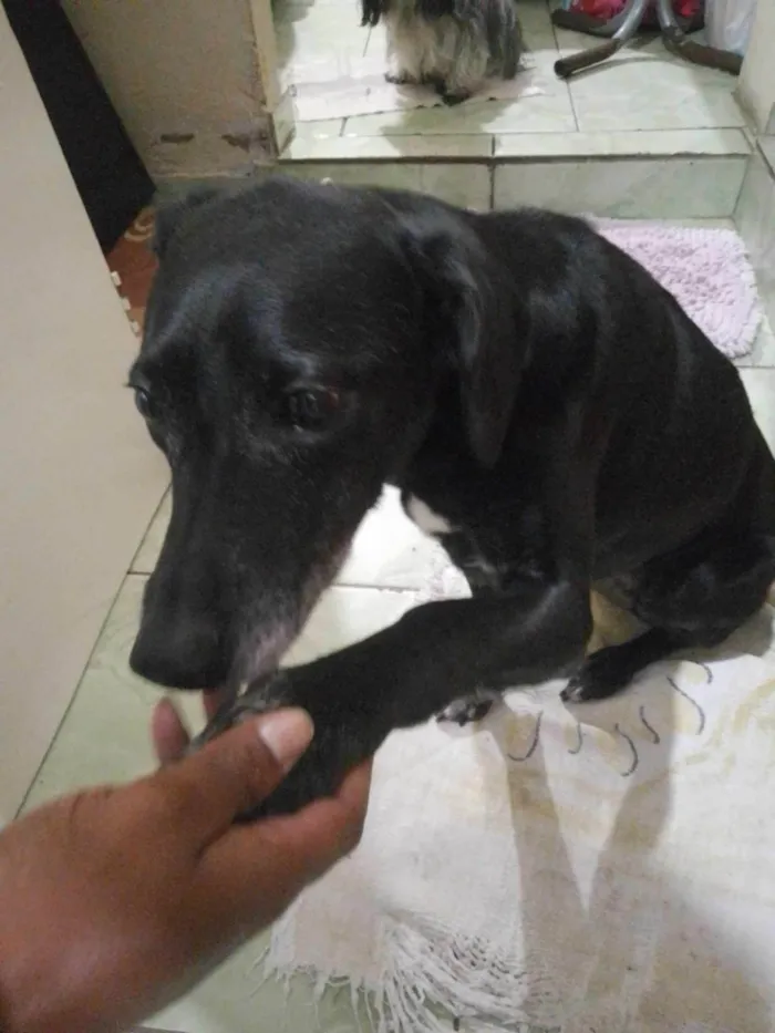 Cachorro ra a Vira lata  idade 7 a 11 meses nome Pandora e 220