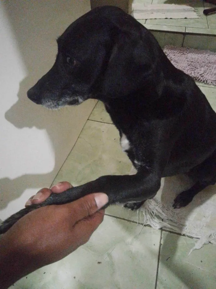 Cachorro ra a Vira lata  idade 7 a 11 meses nome Pandora e 220