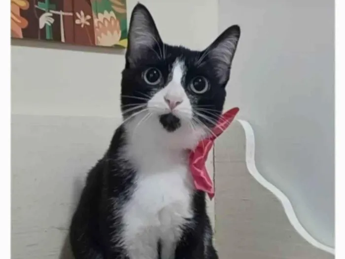 Gato ra a srd frajolinha  idade 2 a 6 meses nome MAGIE