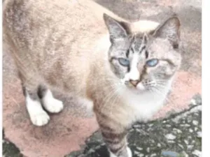 Gato raça srd idade 2 anos nome FLORENCE