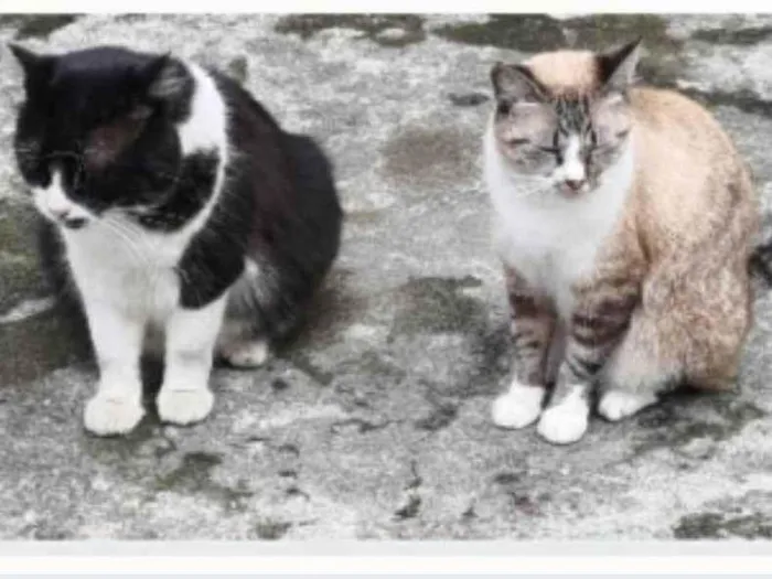 Gato ra a srs idade 3 anos nome FRAJOLA