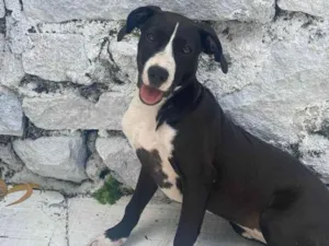 Cachorro raça SRD-ViraLata idade 2 a 6 meses nome Belinha