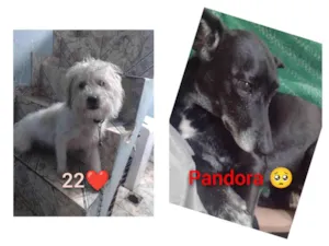Cachorro raça Vira lata  idade 7 a 11 meses nome Pandora e 220