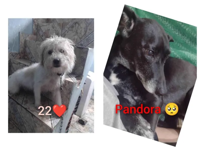 Cachorro ra a Vira lata  idade 7 a 11 meses nome Pandora e 220