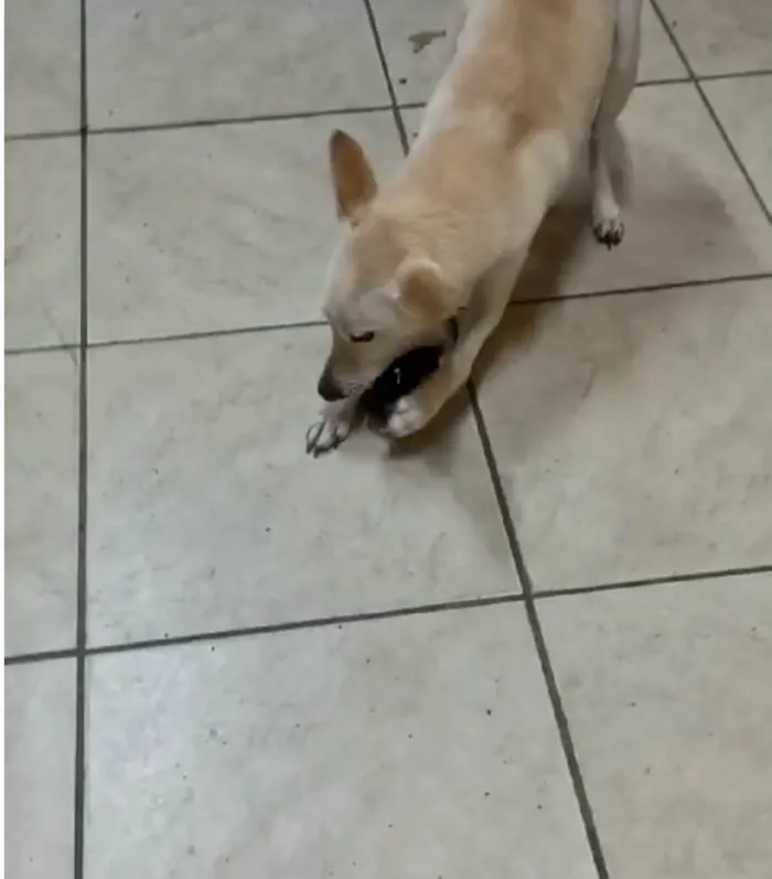 Cachorro ra a SRD-ViraLata idade  nome Rex porte Pequeno 