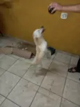 Rex porte Pequeno