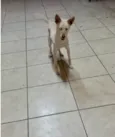 Rex porte Pequeno