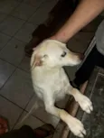 Rex porte Pequeno