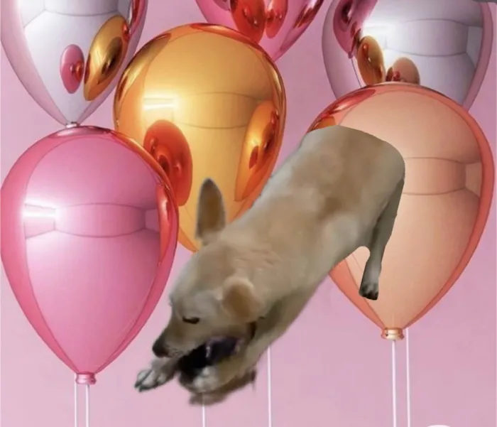 Cachorro ra a SRD-ViraLata idade  nome Rex porte Pequeno 